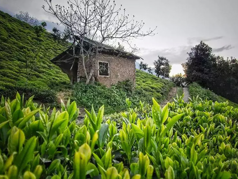 باغات چای