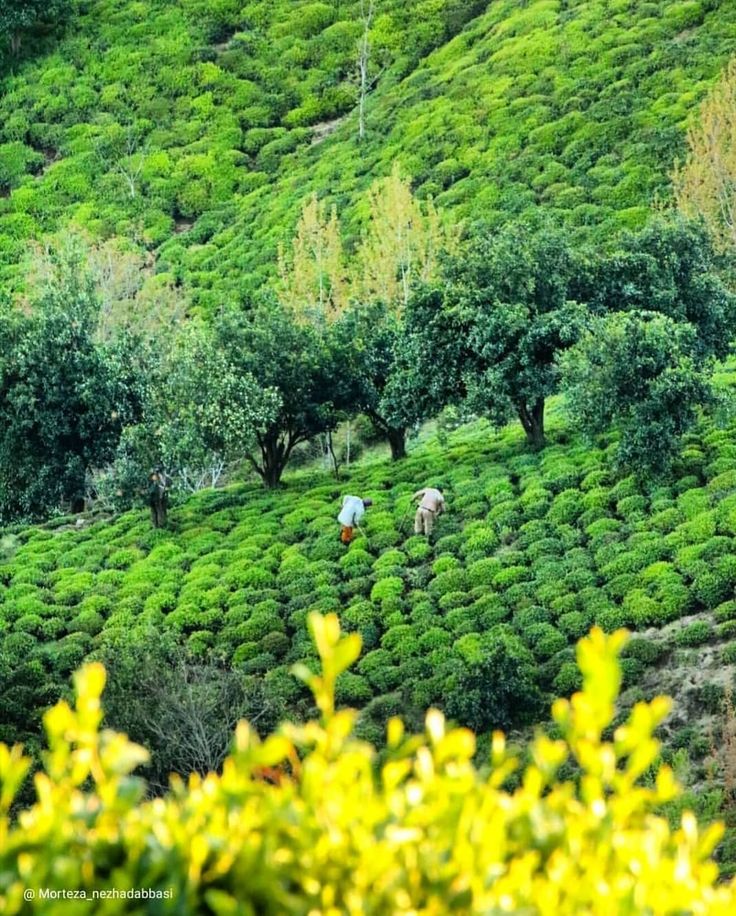 باغ چای