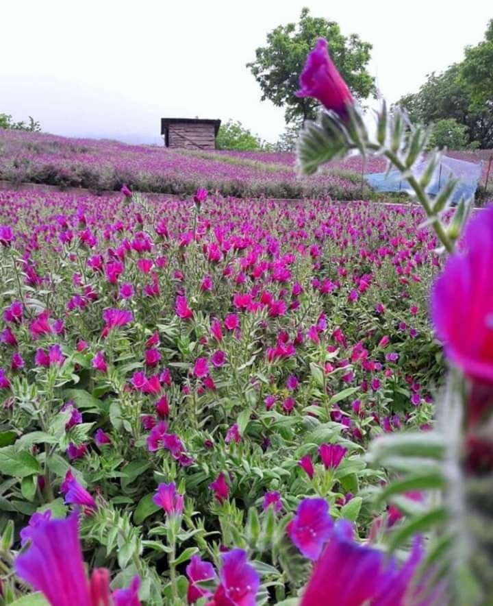 دشت گل گاوزبان رانکوه