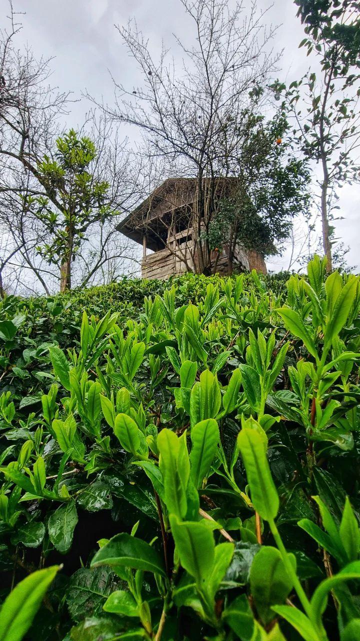 باغات چای املش