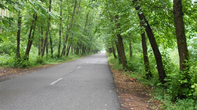 پارک جنگلی روستای صفرا بسته (تونل جنگلی)