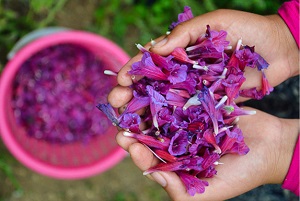 گل گاو زبان